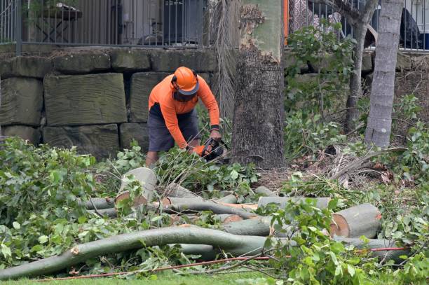 Best Emergency Tree Removal  in Weldon, CA