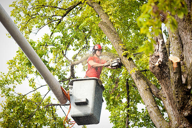 How Our Tree Care Process Works  in  Weldon, CA